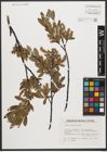 Foto von Salix waldsteiniana Willd.
